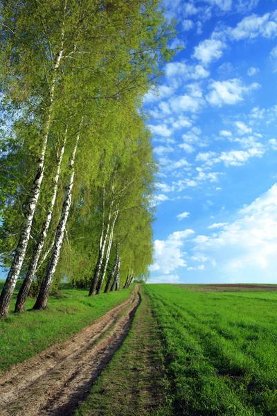 Lane in a field — Stock Photo, Image