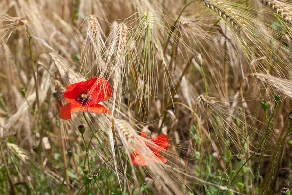 stock image Poppies in the field