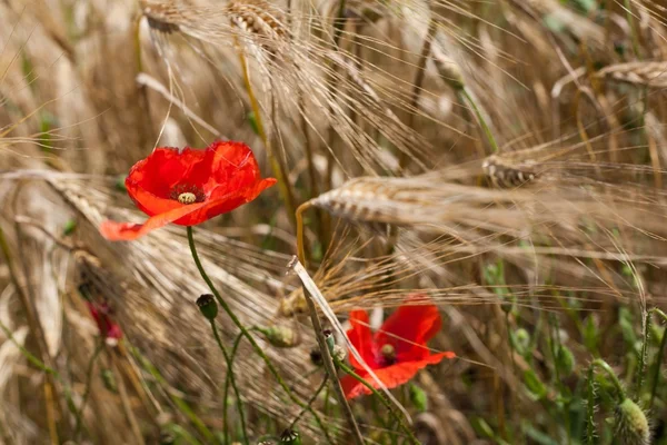 stock image Poppies in the field