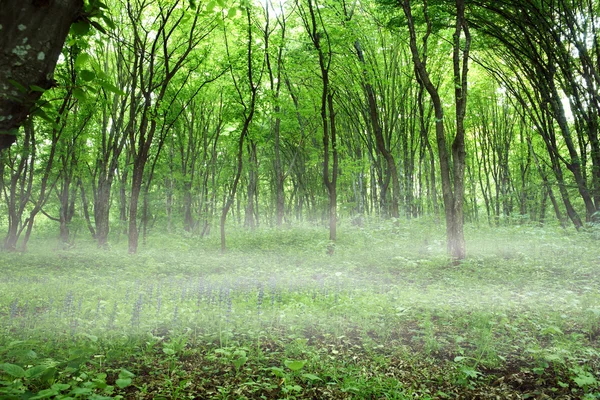 Туман у зеленому лісі — стокове фото