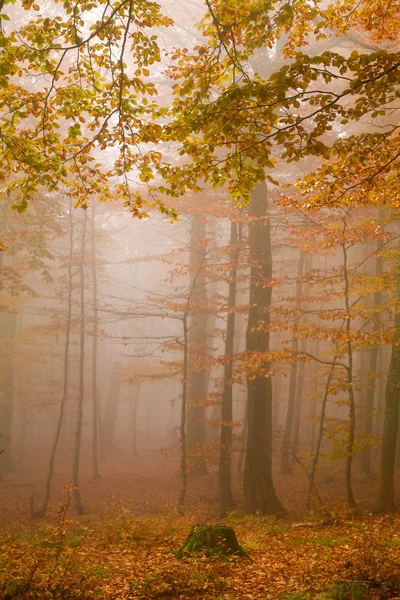 Mgła w lesie — Zdjęcie stockowe