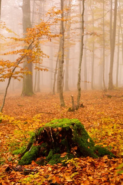 Dimmig skog — Stockfoto
