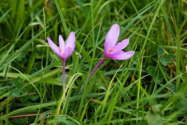 stock image Flowers in mountains