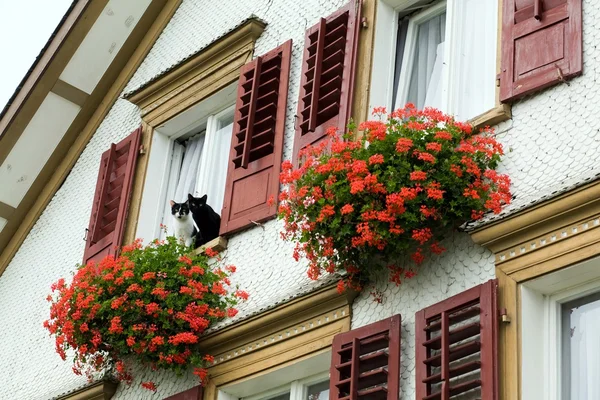 Katzen im Fenster — Stockfoto