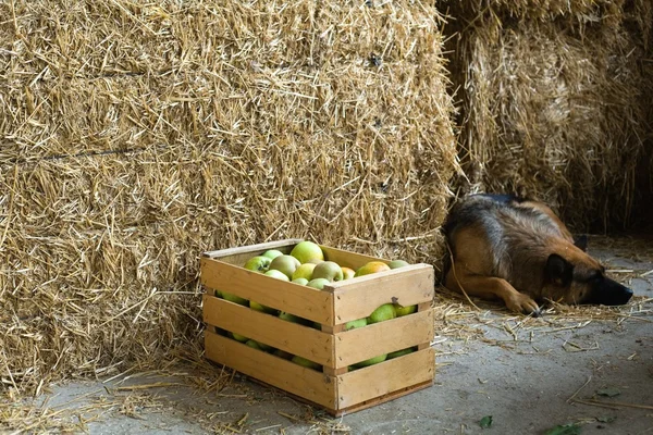 Apples and dog — Stock Photo, Image