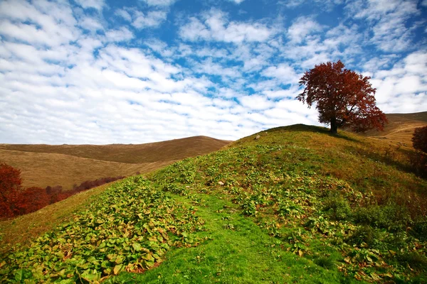 Tree on a hill — Stock Photo, Image