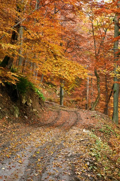 Estrada na floresta amarela — Fotografia de Stock