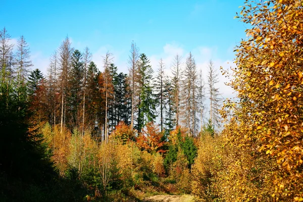 Hösten i en skog — Stockfoto