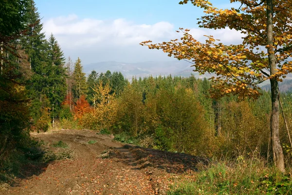 Lane v lese — Stock fotografie