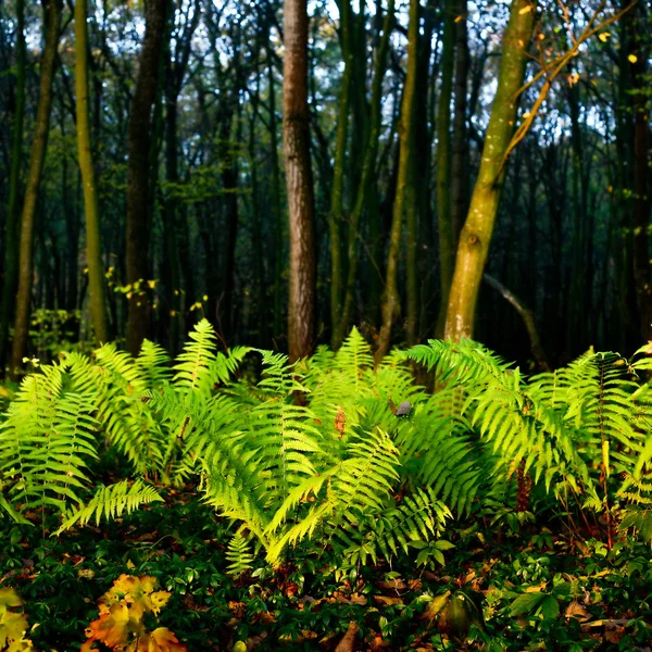 Helecho en un bosque — Foto de Stock