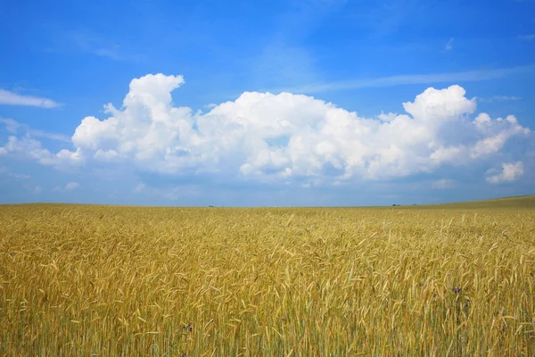 Campo com centeio amarelo — Fotografia de Stock