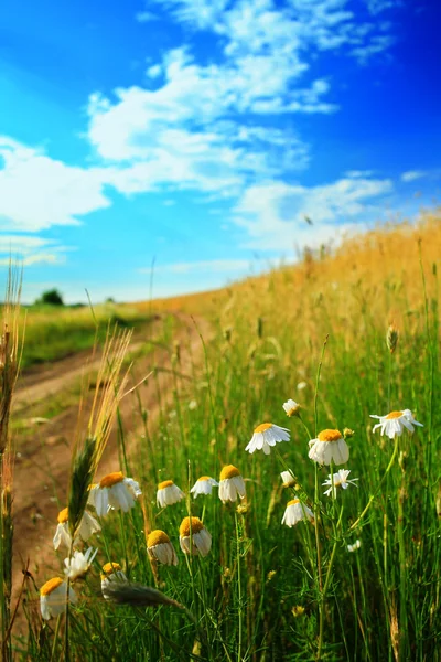 Feld mit Blumen — Stockfoto