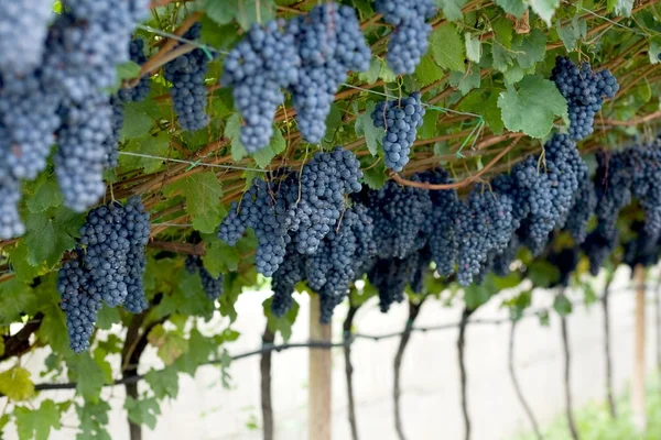 Violet grapes — Stock Photo, Image