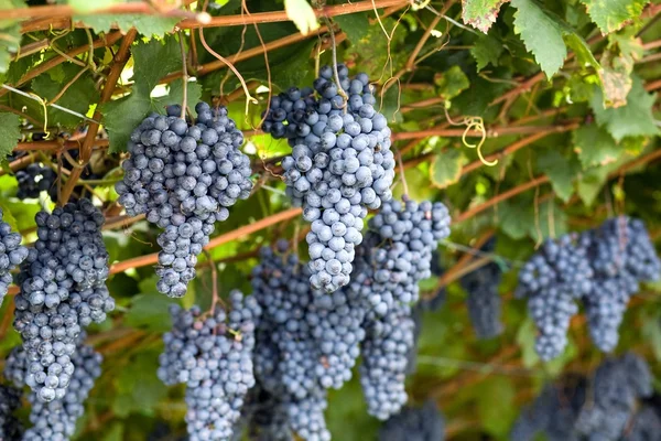 Violet grapes — Stock Photo, Image