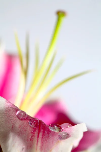 물방울과 꽃잎 — 스톡 사진