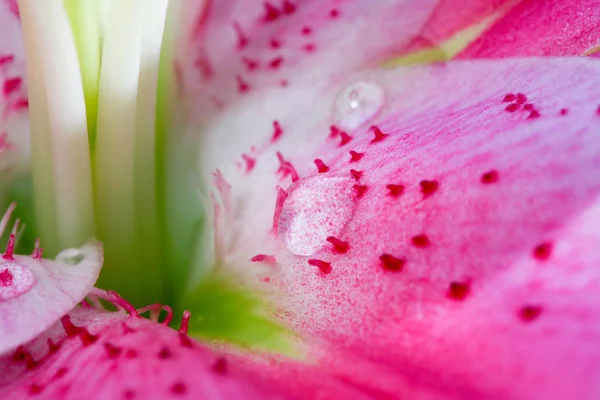 꽃잎 드롭의 추상적인 배경 — 스톡 사진