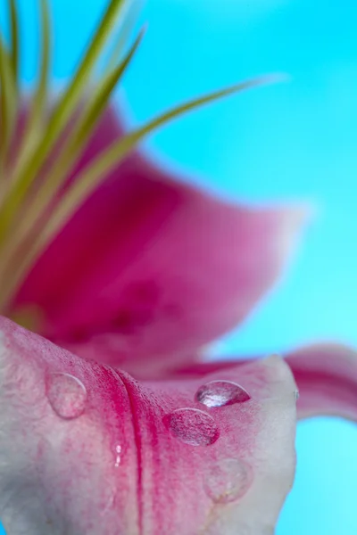 Blütenblatt mit Tau — Stockfoto