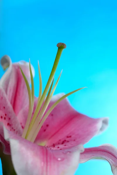 Blütenblatt mit Tau — Stockfoto