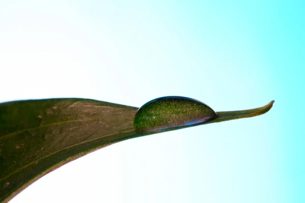 Teil des grünen Blattes — Stockfoto