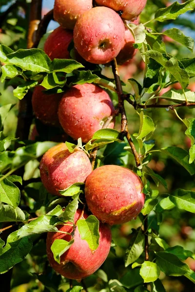 Grupp av äpplen — Stockfoto