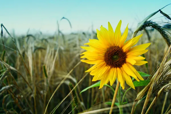 Solitute sunflower — Stock Photo, Image