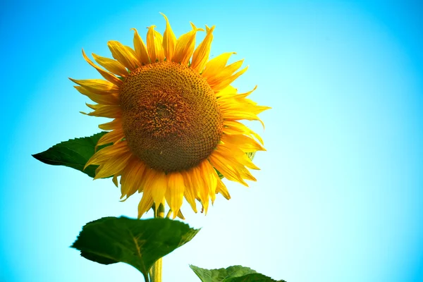 Cap de floarea-soarelui — Fotografie, imagine de stoc