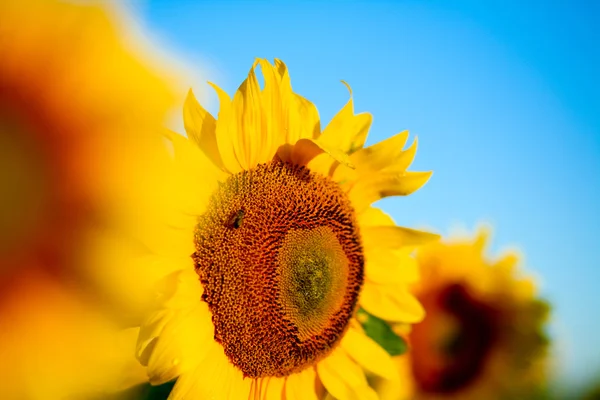 Φωτεινό κίτρινο ηλιοτρόπια — Φωτογραφία Αρχείου