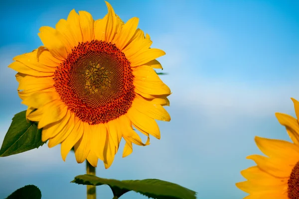 Zářivě žluté slunečnice — Stock fotografie