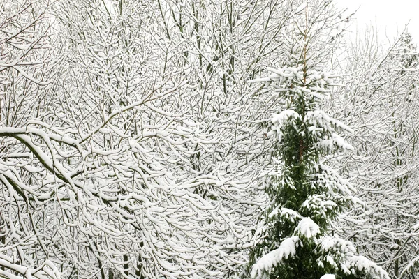 Зимняя елка — стоковое фото