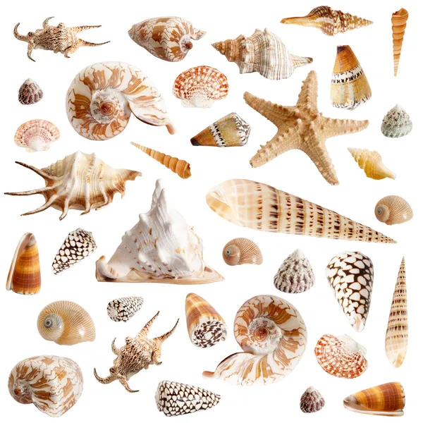 Muchas conchas marinas — Foto de Stock