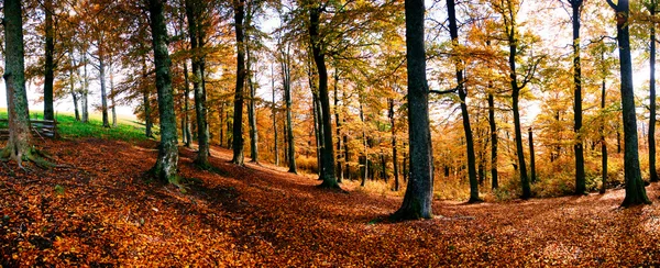 Panorama of autumn forest — Stock Photo, Image