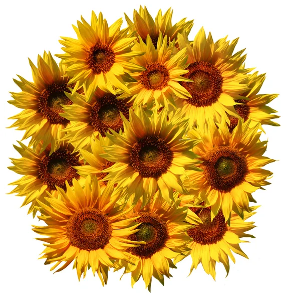 Vzor slunečnice — Stock fotografie