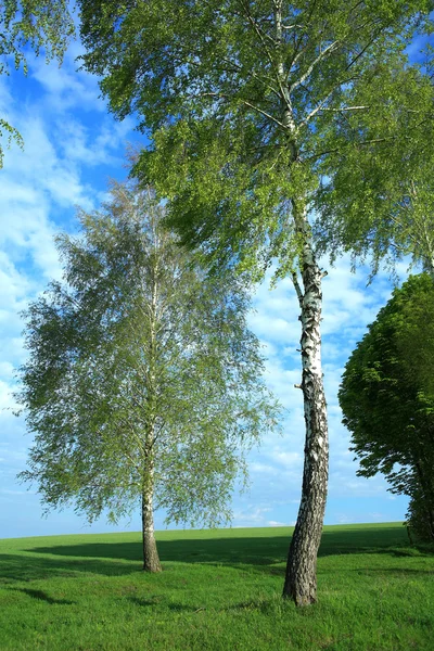 Két birches — Stock Fotó