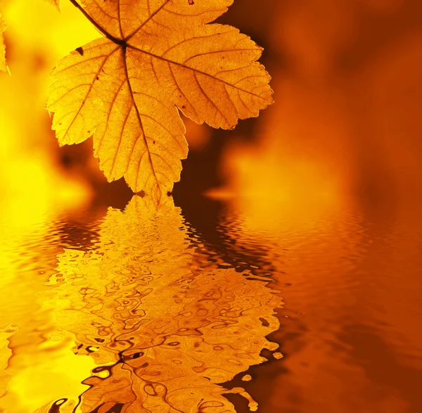 Schönheit goldene Blätter — Stockfoto