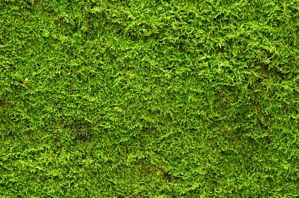 Musgo verde — Foto de Stock