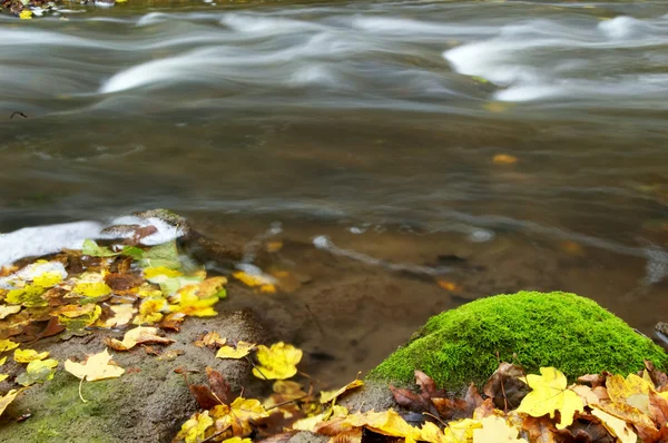 Esdoornblad onder rivier — Stockfoto