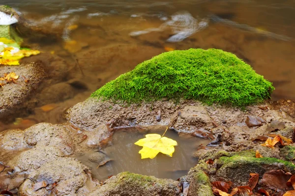 Лист в реке — стоковое фото