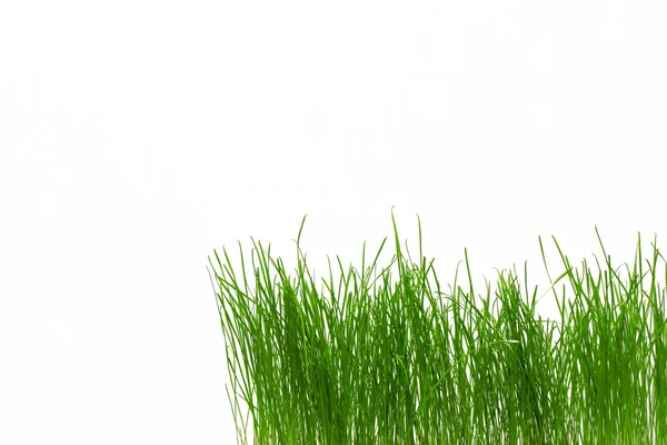 Zelená čerstvá tráva — 图库照片
