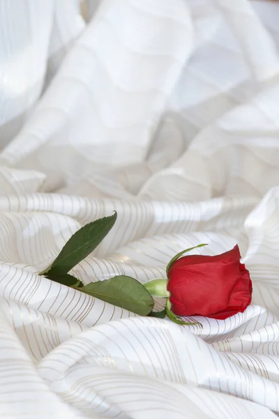 Красная роза на кровати — стоковое фото