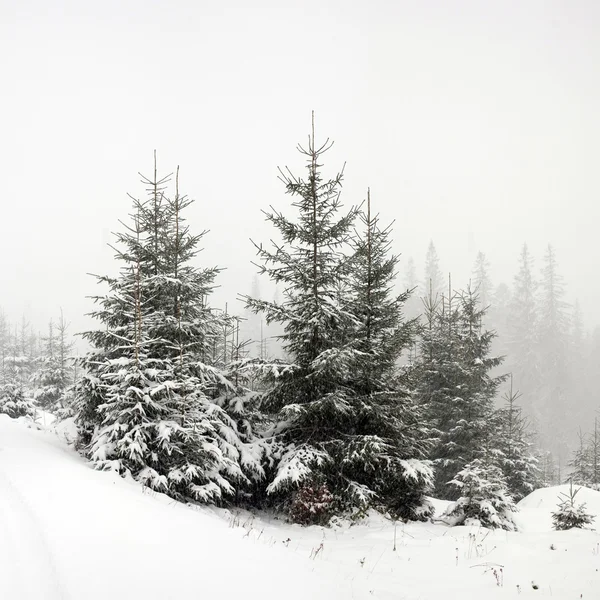 Зимовий ліс — стокове фото