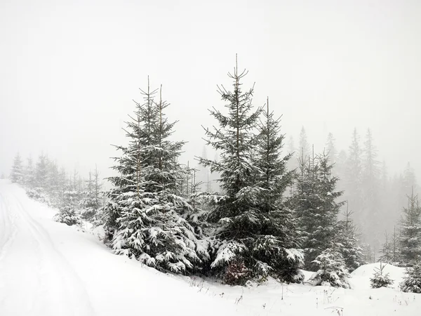 겨울 숲 — 스톡 사진