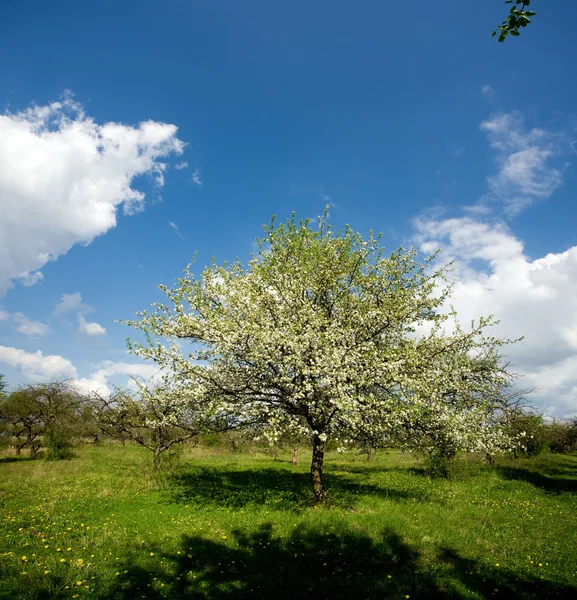 Äppelträd i blom — Stockfoto