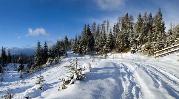 Straße im Winterwald — Stockfoto