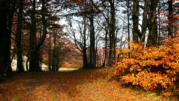 Bellissimo autunno — Foto Stock
