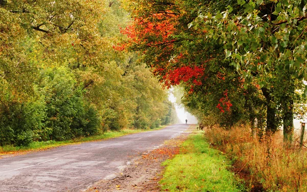 Route d'automne — Photo