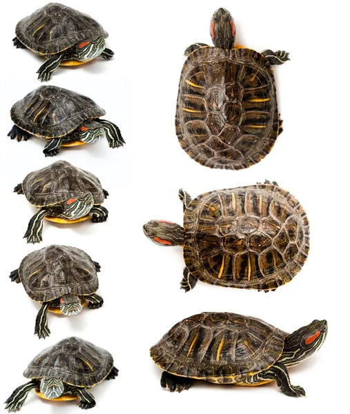 Schildkröten — Stockfoto
