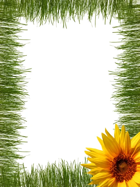 stock image Grass frame