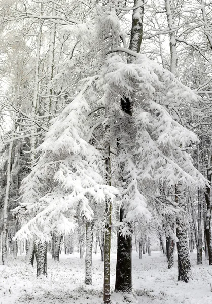 Noel ağacı bir parkta — Stok fotoğraf