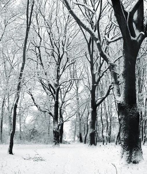 雪在一个公园的掩护 — 图库照片