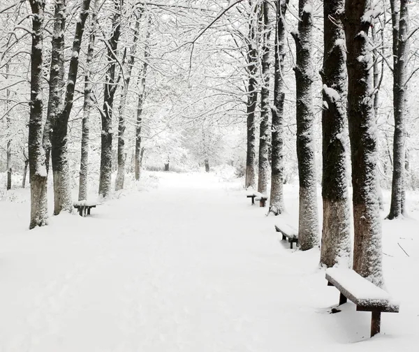 Lane ve winter parku — Stock fotografie